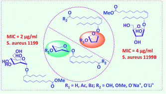 Graphical abstract: Synthesis and antibacterial activity of ricinoleic acid glycosides