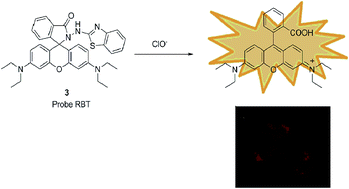 Graphical abstract: A new probe based on rhodamine B and benzothiazole hydrazine for sensing hypochlorite in living cells and real water samples