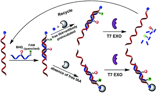 Graphical abstract: Fluorescence amplification detection via terminal protection of small molecule–protein interactions