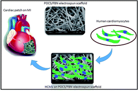 Graphical abstract: Biocompatible and biodegradable elastomer/fibrinogen composite electrospun scaffolds for cardiac tissue regeneration