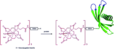 Graphical abstract: Trivalent Gd-DOTA reagents for modification of proteins