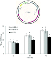 Graphical abstract: Role of pentose phosphate pathway in lipid accumulation of oleaginous fungus Mucor circinelloides