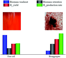 Graphical abstract: Enhanced hydrogen production by photofermentative microbial aggregation induced by l-cysteine: the effect of substrate concentration, C/N ratio and agitation rate