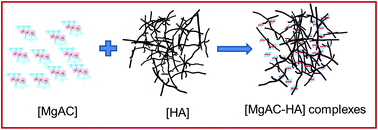 Graphical abstract: Adsorption of rare earth metals (Sr2+ and La3+) from aqueous solution by Mg-aminoclay–humic acid [MgAC–HA] complexes in batch mode