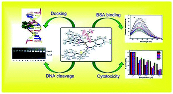 Graphical abstract: Mixed-ligand copper(ii)-phenolate complexes: structure and studies on DNA/protein binding profiles, DNA cleavage, molecular docking and cytotoxicity