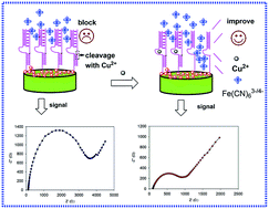 Graphical abstract: DNAzyme catalytic beacons-based a label-free biosensor for copper using electrochemical impedance spectroscopy