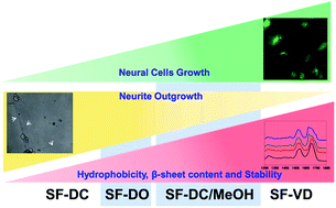 Graphical abstract: Effect of different fabrication methods on the chemo-physical properties of silk fibroin films and on their interaction with neural cells