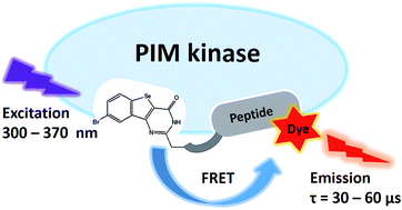 Graphical abstract: PIM kinase-responsive microsecond-lifetime photoluminescent probes based on selenium-containing heteroaromatic tricycle
