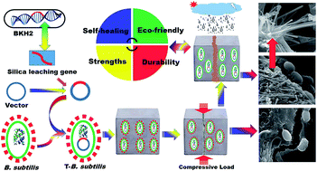 Graphical abstract: Genetically-enriched microbe-facilitated self-healing concrete – a sustainable material for a new generation of construction technology