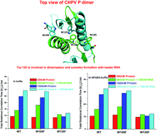 Graphical abstract: Role of tryptophan 135 of Chandipura virus phosphoprotein P in dimerization and complex formation with leader RNA: structural aspect using time resolved anisotropy and simulation