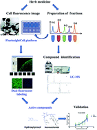 Graphical abstract: A dual-fluorescent whole-well imaging approach for screening active compounds against doxorubicin-induced cardiotoxicity from natural products