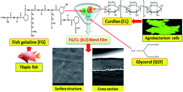 Graphical abstract: Blend film based on fish gelatine/curdlan for packaging applications: spectral, microstructural and thermal characteristics