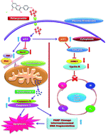 Graphical abstract: Pelargonidin induces apoptosis and cell cycle arrest via a mitochondria mediated intrinsic apoptotic pathway in HT29 cells