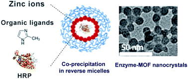 Graphical abstract: Synthesis of enzyme-embedded metal–organic framework nanocrystals in reverse micelles