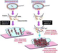 Graphical abstract: Evidence of microscopic correlation between biofilm kinetics and divalent cations for enhanced wastewater treatment efficiency