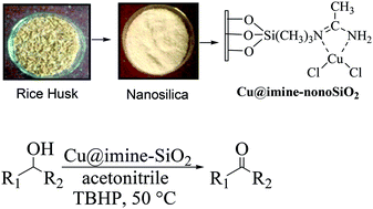 Graphical abstract: Rice husk derived nanosilica supported Cu(ii) complex: an efficient heterogeneous catalyst for oxidation of alcohols using TBHP