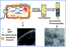Graphical abstract: An approach towards continuous production of silver nanoparticles using Bacillus thuringiensis