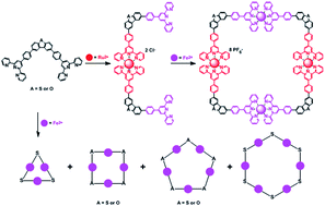 Graphical abstract: Terpyridinyl dibenzo[b,d]furan and dibenzo[b,d]thiophene based tetrameric bismetallo-macrocycles