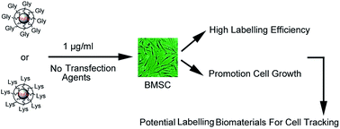 Graphical abstract: Two novel amino acid-coated super paramagnetic nanoparticles at low concentrations label and promote the proliferation of mesenchymal stem cells