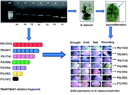 Graphical abstract: Functional characterization and expression study of sugarcane MYB transcription factor gene PEaMYBAS1 promoter from Erianthus arundinaceus that confers abiotic stress tolerance in tobacco