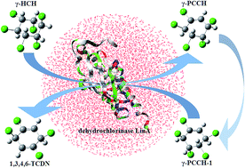 Graphical abstract: Dehydrochlorination mechanism of γ-hexachlorocyclohexane degraded by dehydrochlorinase LinA from Sphingomonas paucimobilis UT26