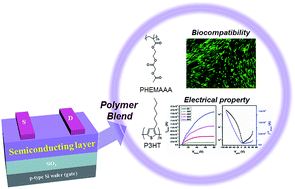 Graphical abstract: Enhanced biocompatibility in poly(3-hexylthiophene)-based organic thin-film transistors upon blending with poly(2-(2-acetoxyacetyl)ethyl methacrylate)