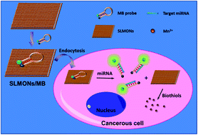 Graphical abstract: Establishing biodegradable single-layer MnO2 nanosheets as a platform for live cell microRNA sensing