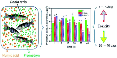 Graphical abstract: Effect of humic acid on prometryn bioaccumulation and the induction of oxidative stress in zebrafish (Danio rerio)