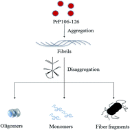 Graphical abstract: Roles of DMSO-type ruthenium complexes in disaggregation of prion neuropeptide PrP106–126