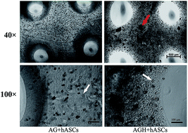 Graphical abstract: Nano hydroxyapatite particles promote osteogenesis in a three-dimensional bio-printing construct consisting of alginate/gelatin/hASCs