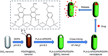 Graphical abstract: Fabrication of rod-like nanocapsules based on polylactide and 3,4-dihydroxyphenylalanine for a drug delivery system
