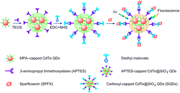 Graphical abstract: Highly sensitive “turn-on” fluorescence probe for the detection of sparfloxacin in human serum using silica-functionalized CdTe quantum dots