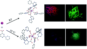 Graphical abstract: Crystal structures and luminescent properties of new lanthanide(iii) complexes derived from 2-phenyl-4-pyrimidinecarboxylate