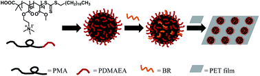 Graphical abstract: Reconstitution of bacteriorhodopsin with cationic poly(dimethylaminoethyl acrylate)-block-poly(methylacrylate) for bio-hybrid materials