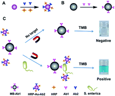 Graphical abstract: A colorimetric and ultrasensitive immunosensor for one-step pathogen detection via the combination of nanoparticle-triggered signal amplification and magnetic separation