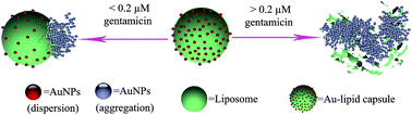 Graphical abstract: Highly specific determination of gentamicin by induced collapse of Au–lipid capsules