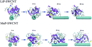 Graphical abstract: Probing molecular basis of single-walled carbon nanotube degradation and nondegradation by enzymes based on manganese peroxidase and lignin peroxidase