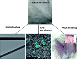Graphical abstract: A nano zinc oxide doped electrospun scaffold improves wound healing in a rodent model