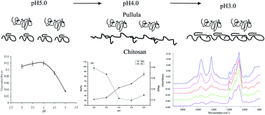 Graphical abstract: Properties of edible films based on pullulan–chitosan blended film-forming solutions at different pH