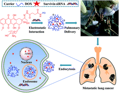 Graphical abstract: A pH sensitive co-delivery system of siRNA and doxorubicin for pulmonary administration to B16F10 metastatic lung cancer