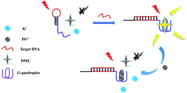 Graphical abstract: A label-free biosensor for selective detection of DNA and Pb2+ based on a G-quadruplex