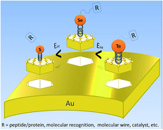 Graphical abstract: Theoretical exploration of seleno and tellurophenols as promising alternatives to sulfur ligands for anchoring to gold (111) materials