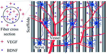 Graphical abstract: Dual-factor loaded functional silk fibroin scaffolds for peripheral nerve regeneration with the aid of neovascularization