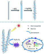 Graphical abstract: Preparation, characterization and long-term antibacterial activity of Ag–poly(dopamine)–TiO2 nanotube composites