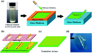 Graphical abstract: Paste-type thin-film transistors based on self-supported chitosan membranes