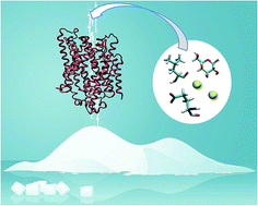 Graphical abstract: The molecular mechanism of secondary sodium symporters elucidated through the lens of the computational microscope