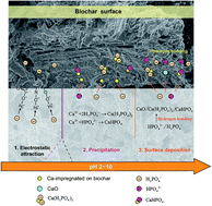 Graphical abstract: Production of biochars from Ca impregnated ramie biomass (Boehmeria nivea (L.) Gaud.) and their phosphate removal potential