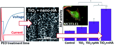 Graphical abstract: Characteristics and in vitro response of thin hydroxyapatite–titania films produced by plasma electrolytic oxidation of Ti alloys in electrolytes with particle additions