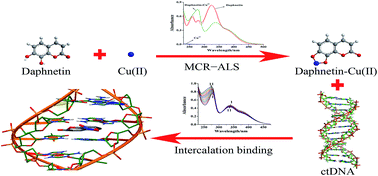 Graphical abstract: Intercalation of the daphnetin–Cu(ii) complex with calf thymus DNA