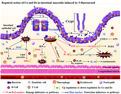 Graphical abstract: Reparative activity of costunolide and dehydrocostus in a mouse model of 5-fluorouracil-induced intestinal mucositis